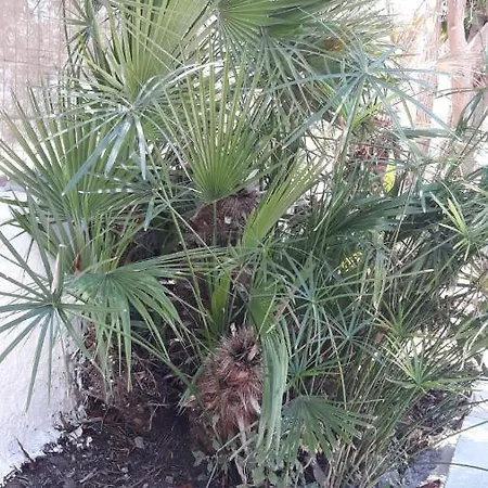 Casa Degli Spartani Pina *